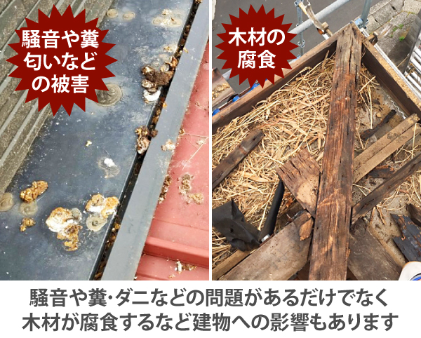 騒音や糞・ダニなどの問題があるだけでなく、木材が腐食するなど建物への影響もあります